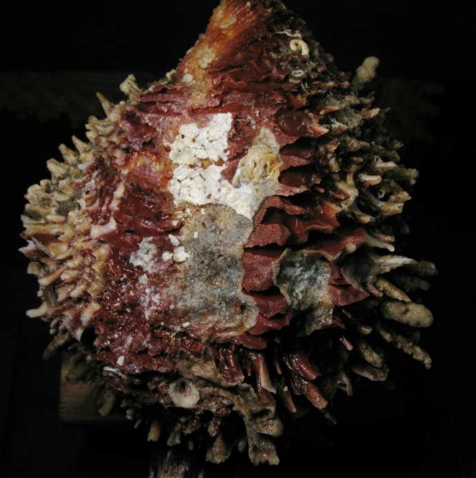 Spondylus spinosus (Schreibers, 1793)